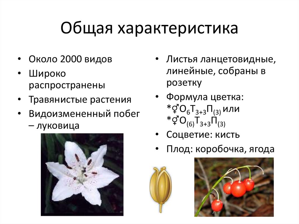 Общие признаки лилейных растений. Характеристика цветка семейство Лилейные. Формула цветка семейства Лилейные. Семейство Лилейные Однодольные формула. Формула цветка семейства однодольных.