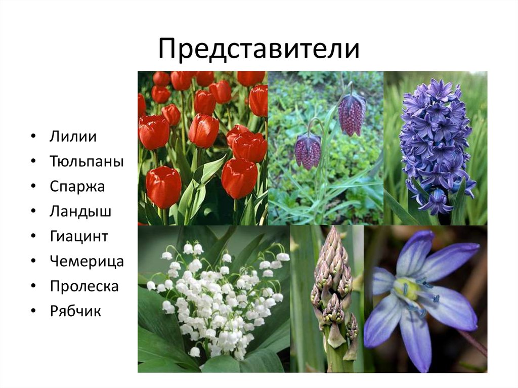 Три примера лилейных. Однодольные семейство Лилейные представители. Представители лилейных растений. Однодольные Лилейные представители. Представители семейства лилейных растений.