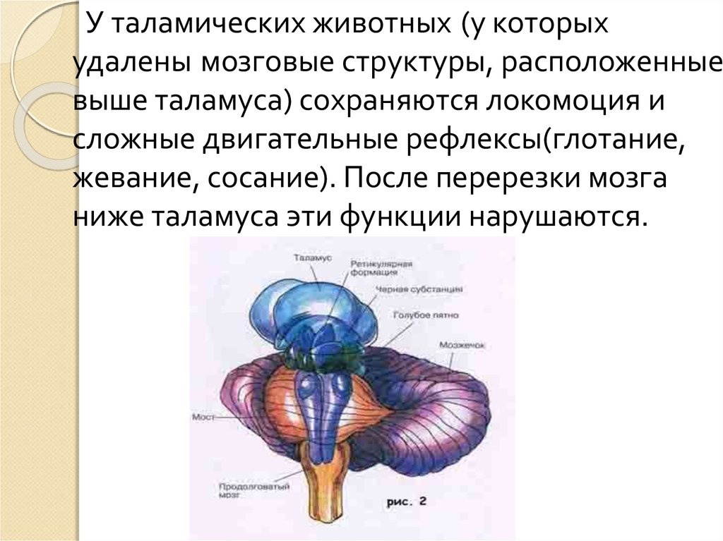 Изображение целой анатомической области