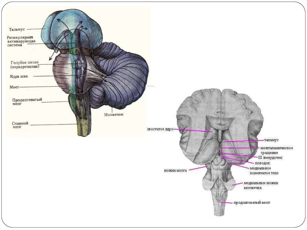 Таламус мозга это. Подушка таламуса анатомия. Передний бугорок таламуса. Подушка таламуса латынь. Внешнее строение таламуса.