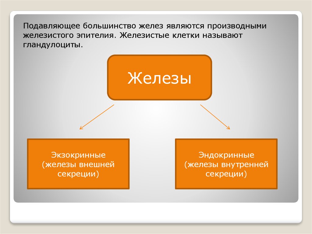 Подавляющее большинство видов. Железы гистофизиология секреторного процесса типы секреции. К экзокринным железам относятся. Гистофизиология секреторного процесса презентация. Подавляющее большинство.