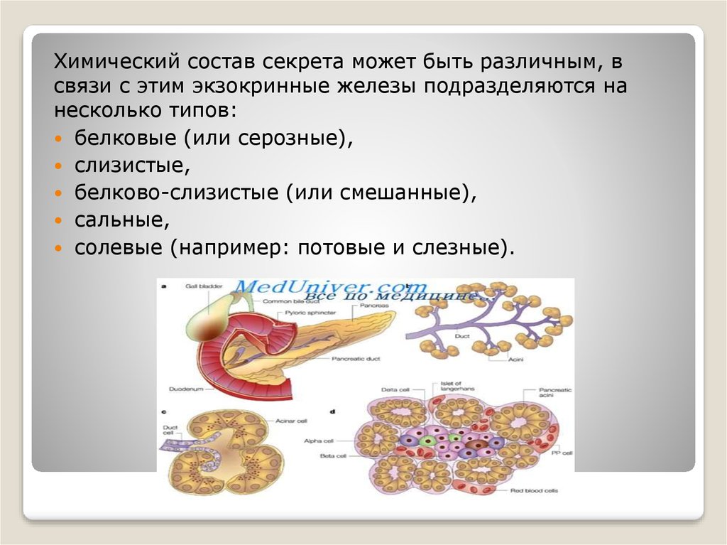 Экзокринная железа. Белковые экзокринные железы. Белковые серозные железы. Тип секреции слюнных желез. Классификация желез по химическому составу секрета.