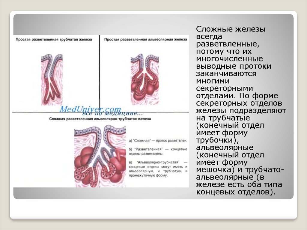 Простые трубчатые железы. Сложная разветвленная альвеолярная железа. Сложная трубчатая разветвленная железа. Сложная альвеолярно-трубчатая железа. Простые разветвленные трубчатые железы.