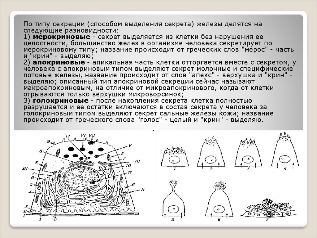 Типы секреции. Мерокриновый Тип секреции схема. Железы клетки которых выделяют секрет по голокриновому типу. Мерокриновый Тип секреции пример. Типы секреции желез апокриновый.