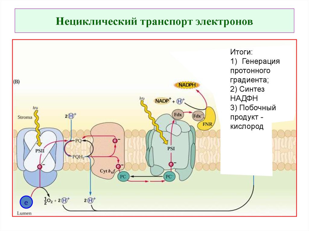 Электрон транспорт