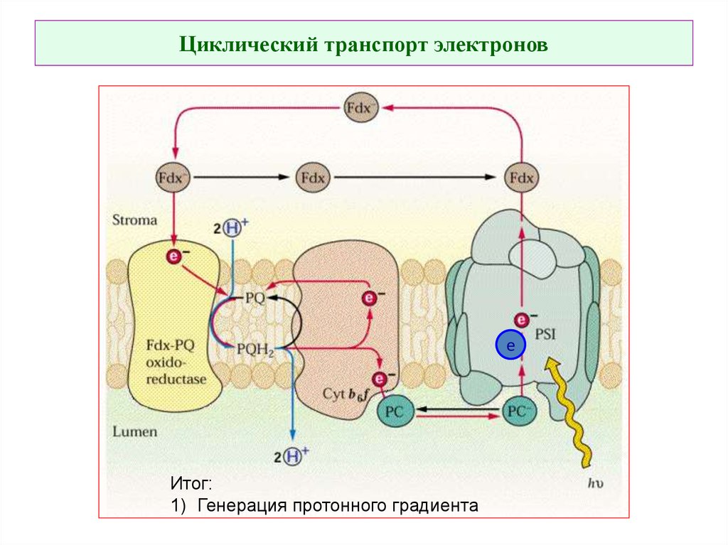 Схема нециклического фосфорилирования