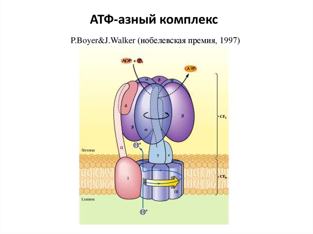 Атф поглощается. Строение АТФ синтазного комплекса. Строение АТФ азы. АТФ синтаза анимация. АТФ синтаза фотосинтез.