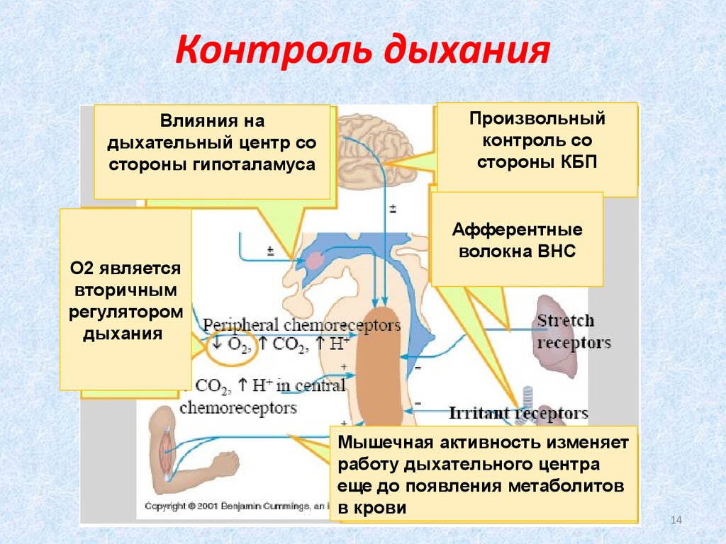 Презентация на тему регуляция дыхания