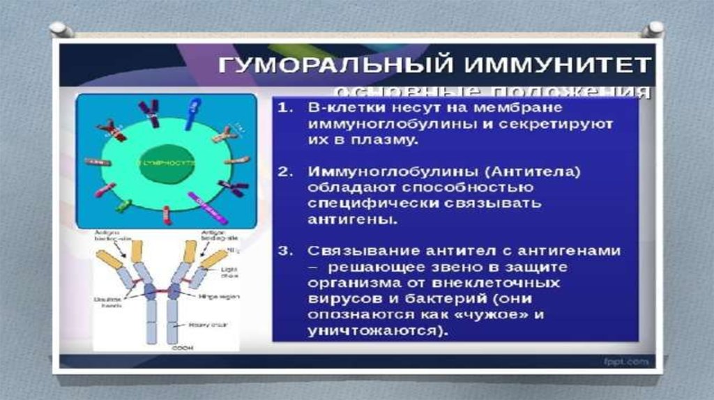 Направление в иммунологическую лабораторию образец