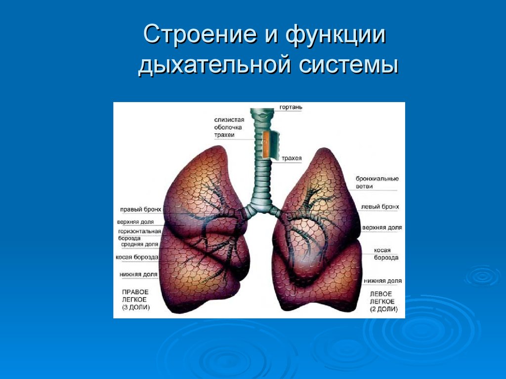 Основные функции дыхания. Органы дыхания их строение и функции. Органы дыхания человека особенности строения и функции. Дыхательная система анатомия органов дыхания. Отдел дыхательной системы и выполняемые функции.