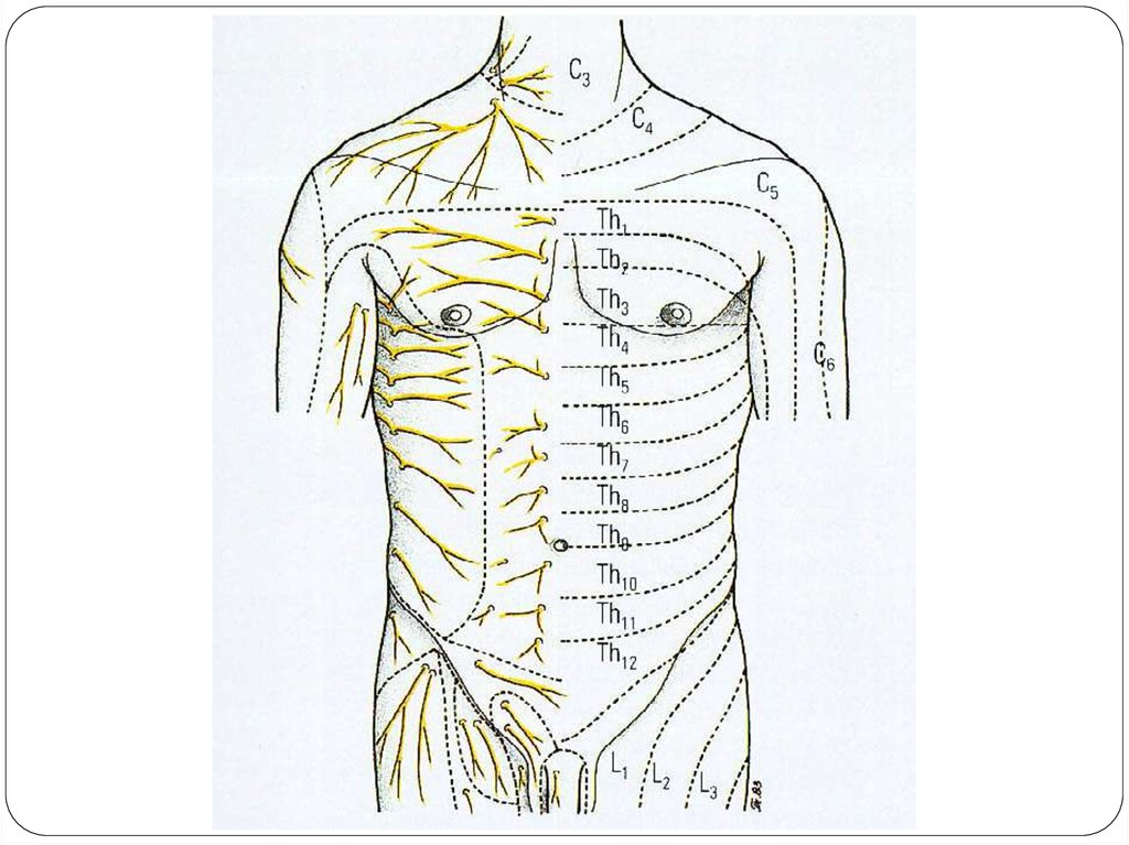 Проекция на грудную стенку. Иннервация молочной железы анатомия. Иннервация грудной стенки. Топографическая анатомия груди. Топография груди и живота.