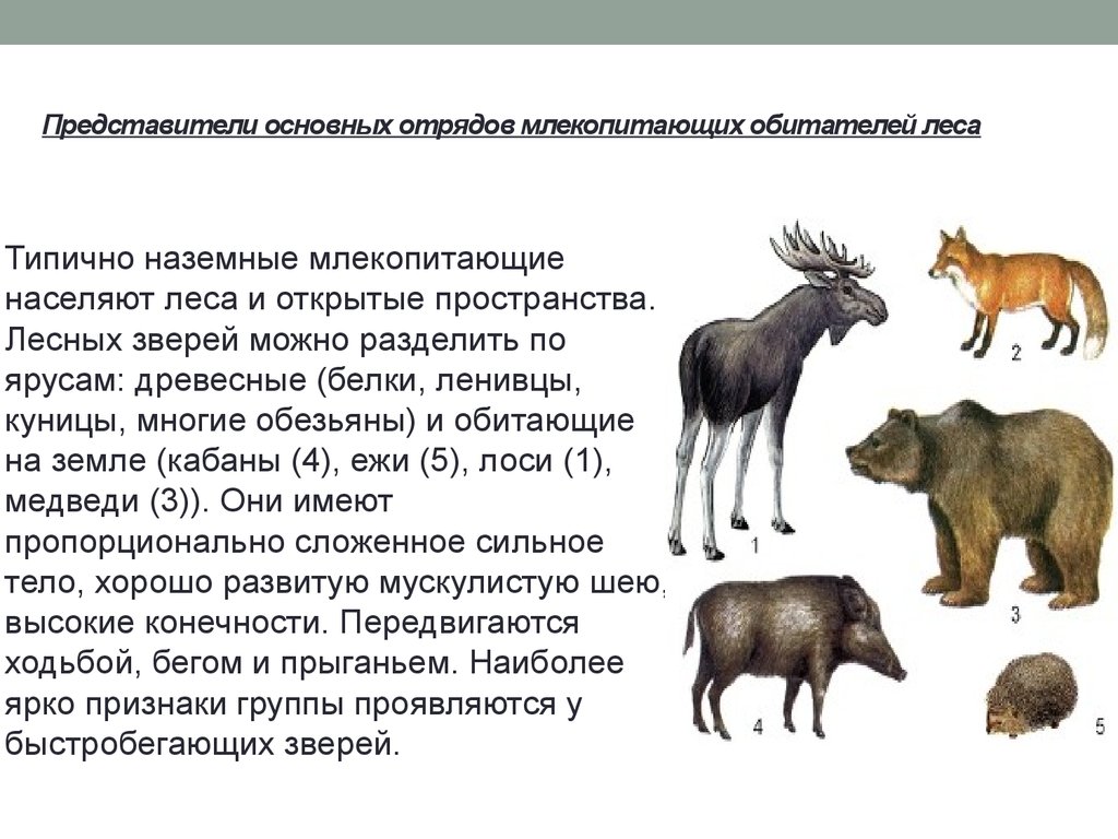 Презентация на тему происхождение млекопитающих