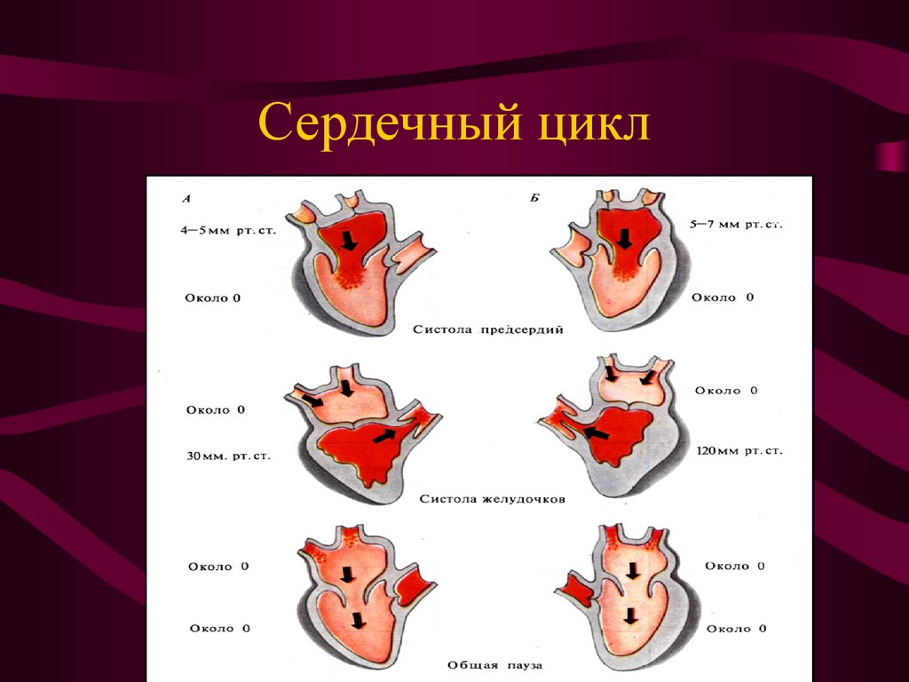 Рассмотрите рисунок с изображением фазы сердечного цикла