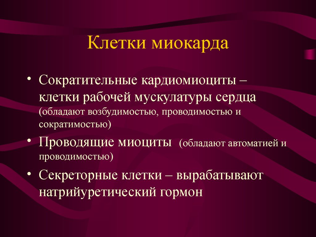 Функции возбудимости. Клетки миокарда. Типы клеток в миокарде. Клетки миокарда функции. Клетки миокарда... Выполняют следующие функции:.