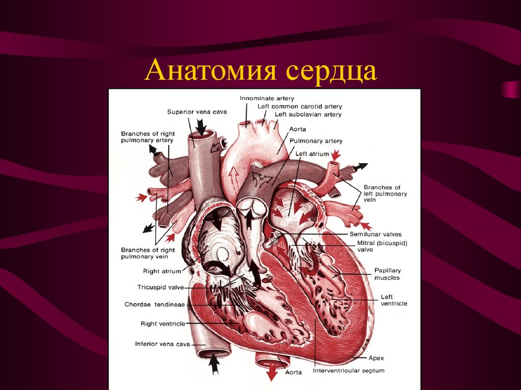 Сердце физиология презентация