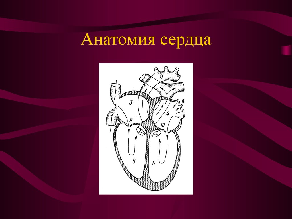 Правые сердцем. Анатомия сердца презентация. Анатомическое сердце рисунок. Сердце быка строение.