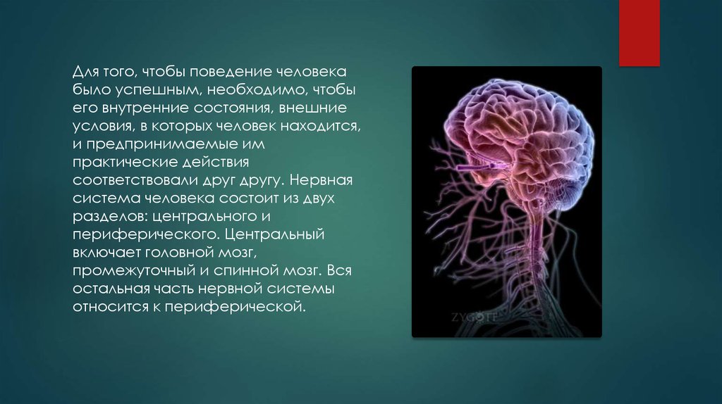 Свойствами центральной нервной системы