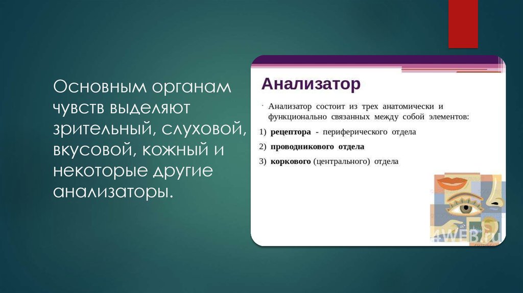 Основным органам чувств выделяют зрительный, слуховой, вкусовой, кожный и некоторые другие анализаторы.