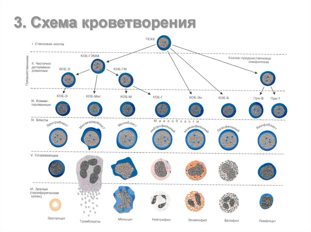 Кроветворение гистология. Схема кроветворения лимфопоэз. Схема кроветворения физиология. Схема кроветворения простая. Эритропоэз схема кроветворения.