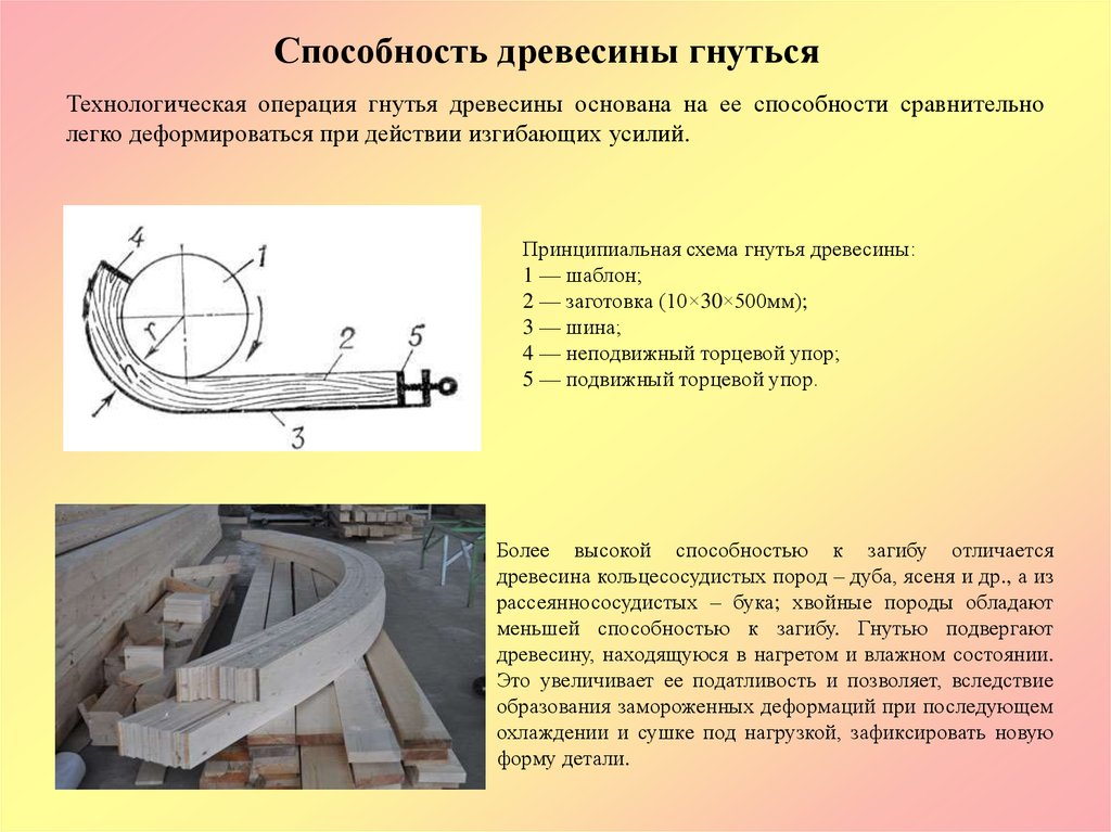 Способность древесины. Гнутьё древесины схема. Способность дерева к гнутью. Технологический процесс гну. Где используется способность древесины гнуться?.