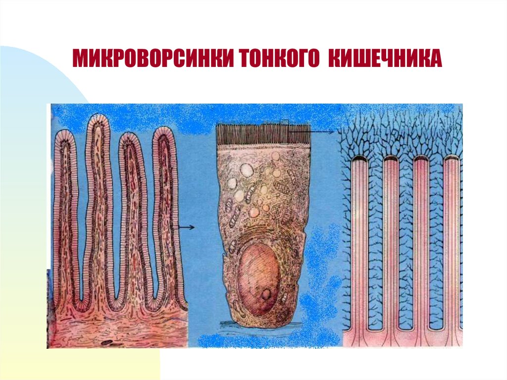 Микроворсинки тонкой кишки рисунок