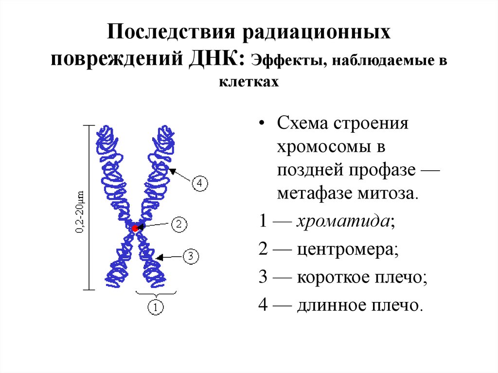 Хромосомы живых клеток. Структура и строение хромосом. Схема строения хромосомы. Структурное строение хромосомы. Хромосома и хроматида.