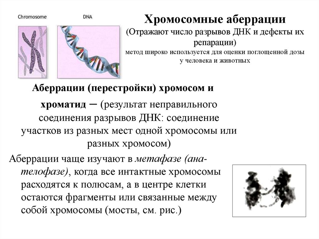 Хромосомные аберрации. Структурные нарушения (аберрации) хромосом. Структурные аберрации хромосом. Хромосомные перестройки аберрации.