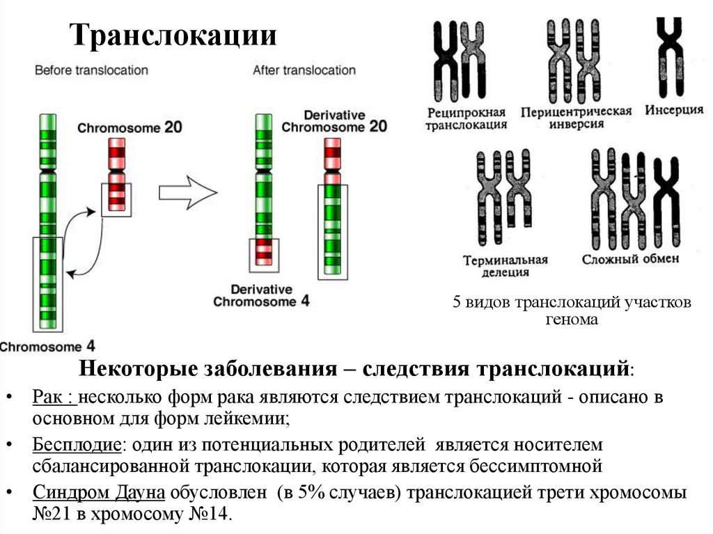 4 хромосома заболевание. Транслокация это в генетике. Транслокация мутация пример. Транслокация хромосом схема. Реципрокные транслокации пример.