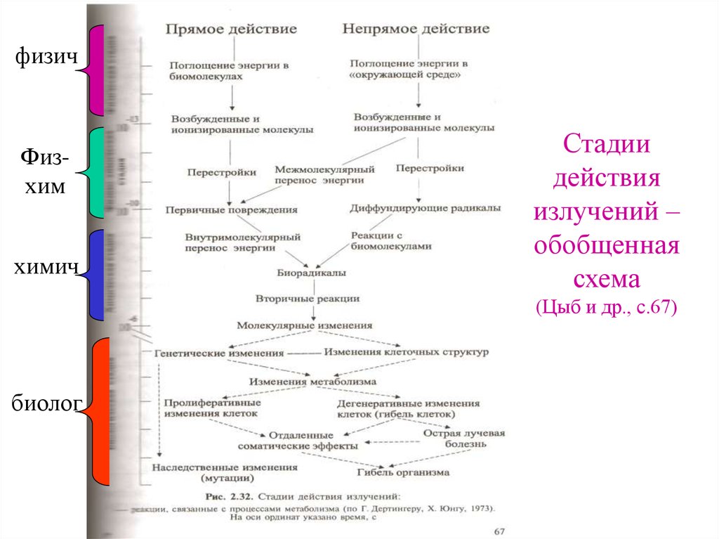 Этап воздействия. Стадии лучевого поражения. Этапы радиационного поражения. Стадии формирования лучевого поражения. Этапы радиационного поражения клетки.