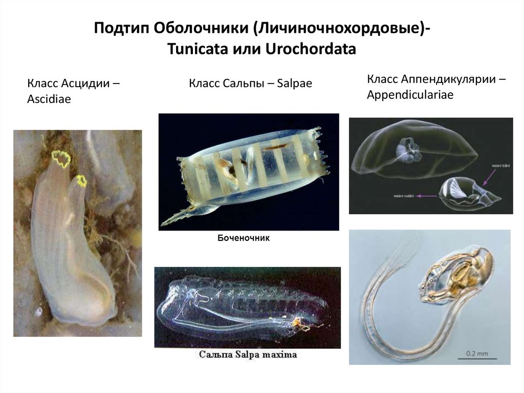 Тип хордовые презентация