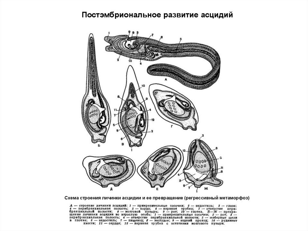 Строение асцидии схема