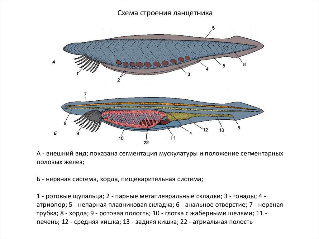 Внутреннее строение ланцетника рисунок с подписями