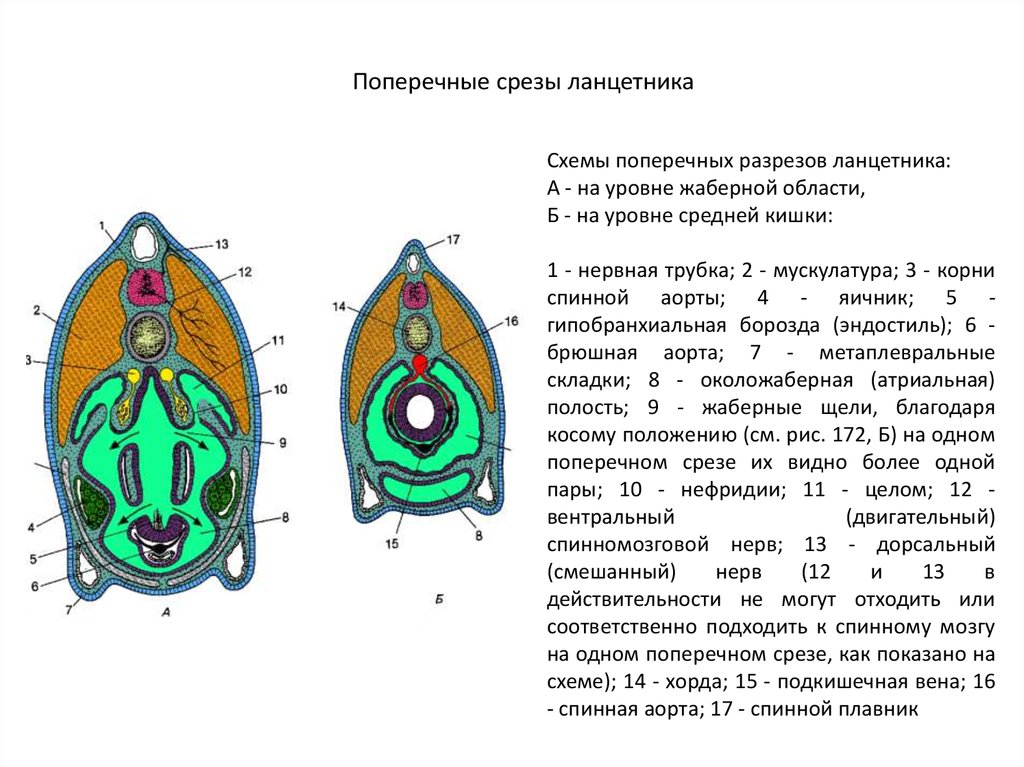 Продольный разрез ланцетника рисунок с подписями