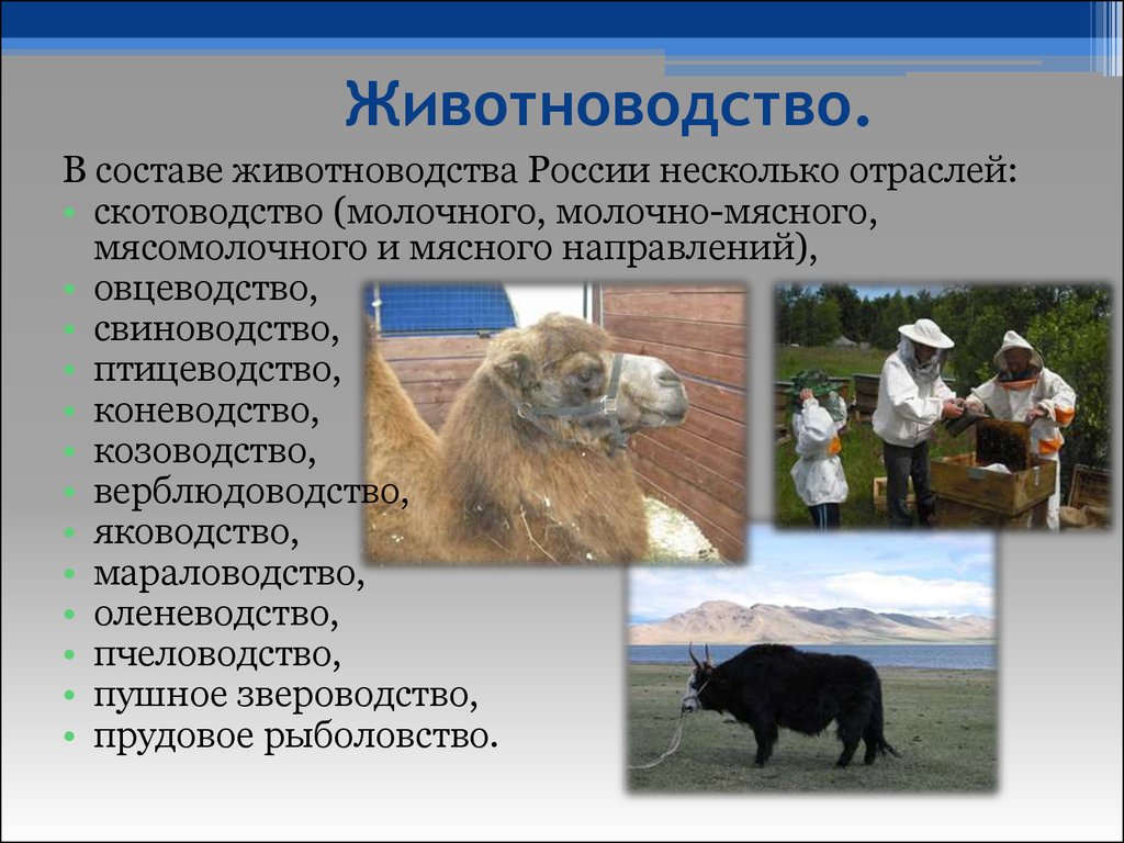 Чем объяснялась ведущая роль коневодства и верблюдоводства. Отрасли животноводства. Отрасли животноводства в России. Животноводство презентация. Презентация по животноводству.