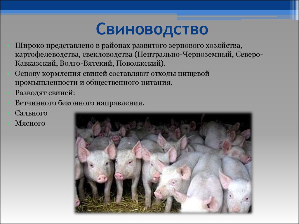 Размещение животноводства. Кормовая база свиноводства в России. Свиноводство отрасль животноводства. Особенности свиноводства. Проблемы свиноводства.