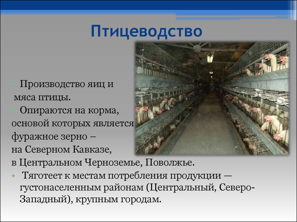 Новый закон о птицеводстве в частном. Животноводство Птицеводство. Сообщение о птицеводстве. Производство птицы. Птицеводство районы размещения в России.