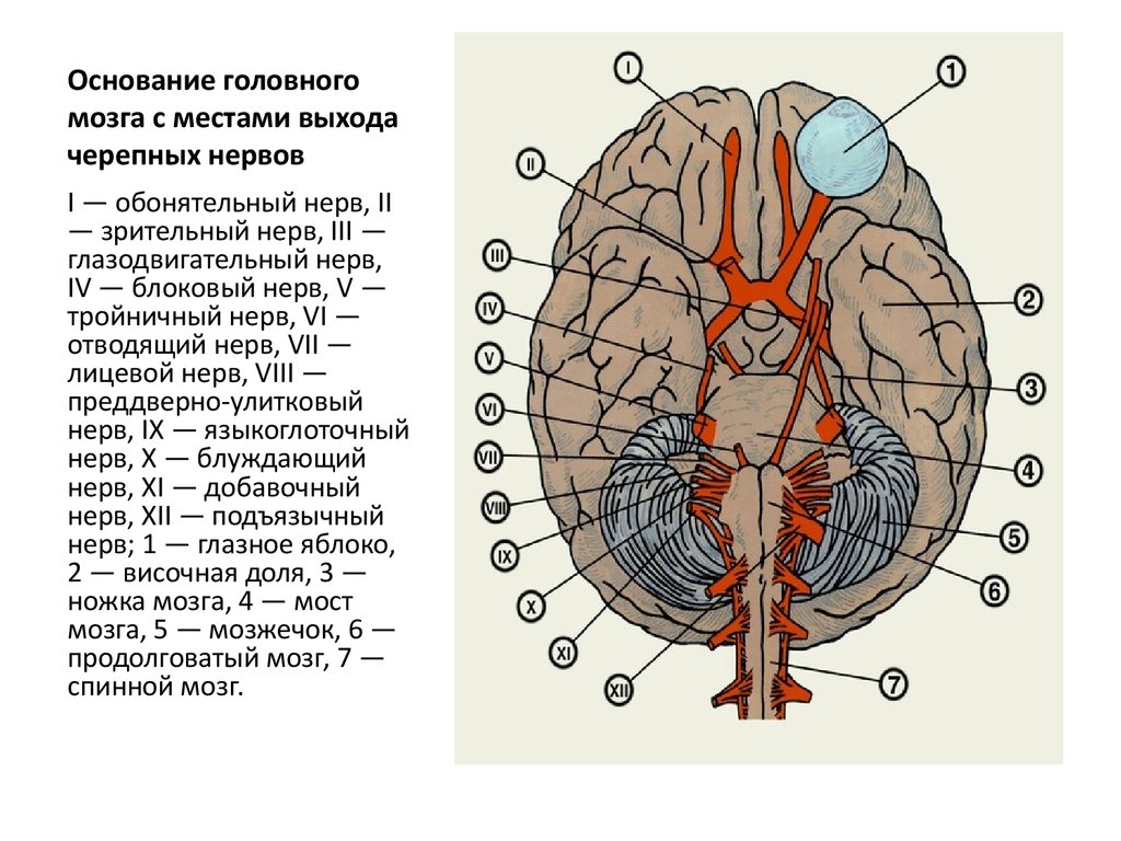 Нервы обонятельный зрительный. Основание головного мозга и выход Корешков черепных нервов. Выход черепных нервов из черепа схема. Основание головного мозга и места входа Корешков черепных НЕРВОО. Глазодвигательный нерв место выхода из мозга.