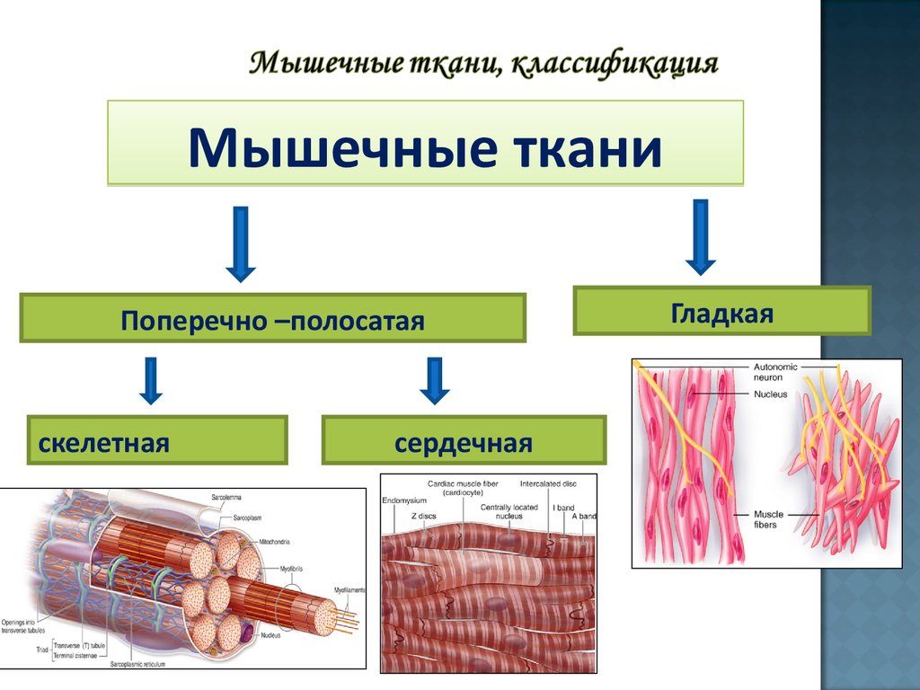 Особенности строения мышечной ткани ответ. Схема классификации мышечной ткани. Поперечно-полосатая мышечная ткань классификация мышечной ткани. Классификация мышечной ткани гистология таблица. Схема поперечно полосатой мышечной ткани.