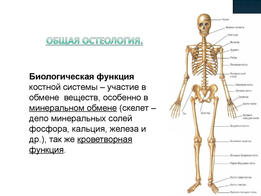 Кости составляющие. Остеология кости туловища. Остеология строение костей. Остеология скелет туловища. Общая характеристика костной системы человека.