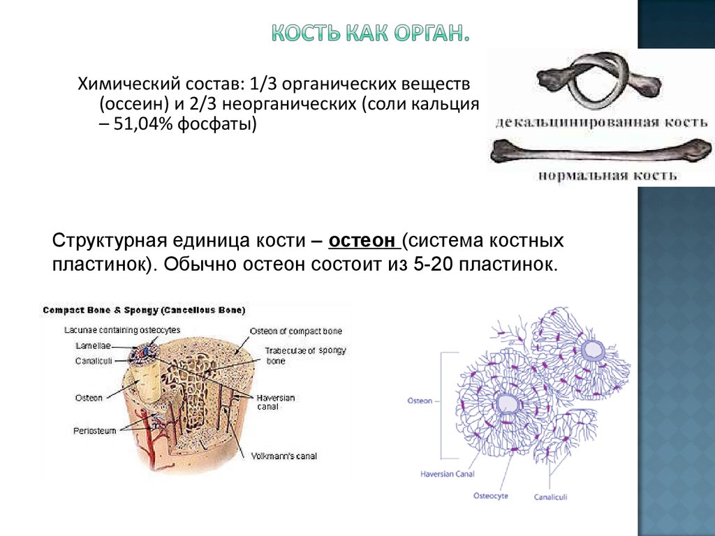 Состав кости схема