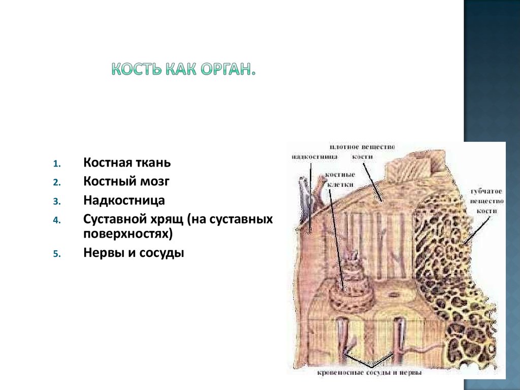 У детей в костной ткани преобладают