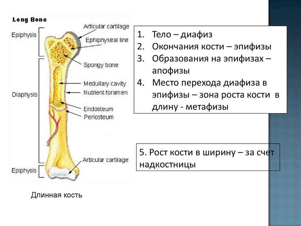Тело длинной трубчатой кости. Проксимальный эпифиз бедренной кости. Проксимальный метадиафиз бедренной кости. Эпифиз метафиз диафиз.