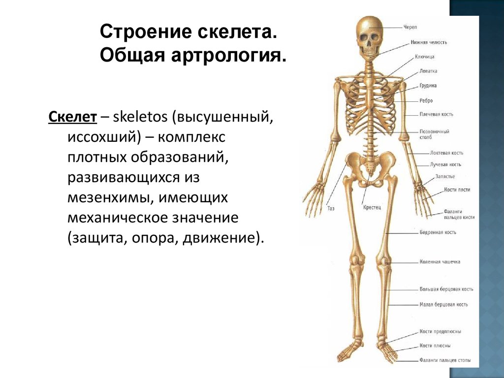 Скелет является