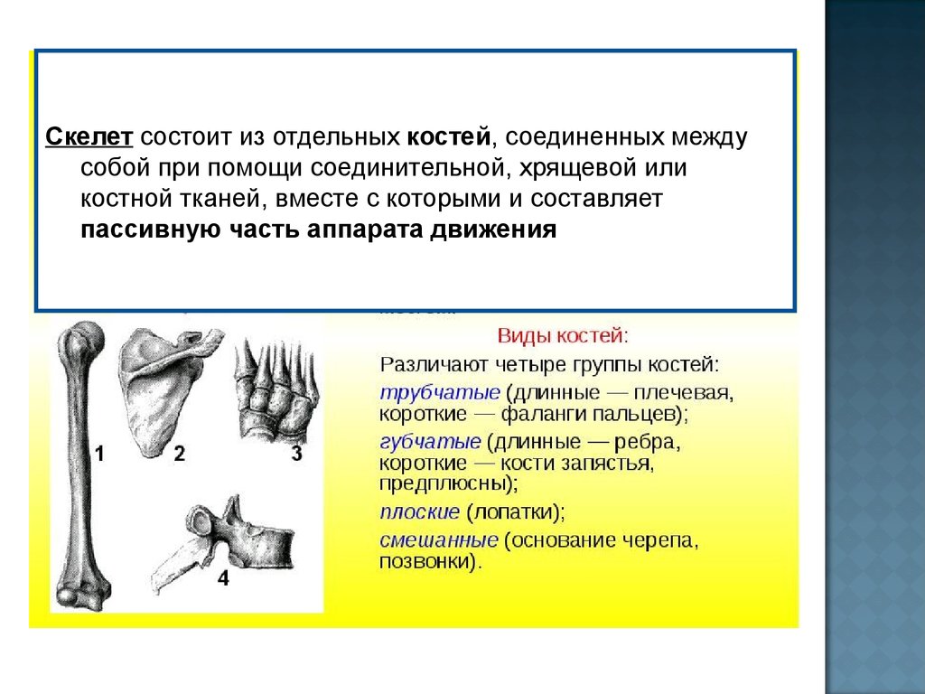 Фаланги пальца тип соединения. Кости соединяются между собой. Группы костей. Между собой кости соединены. Кости соединены между собой при помощи.