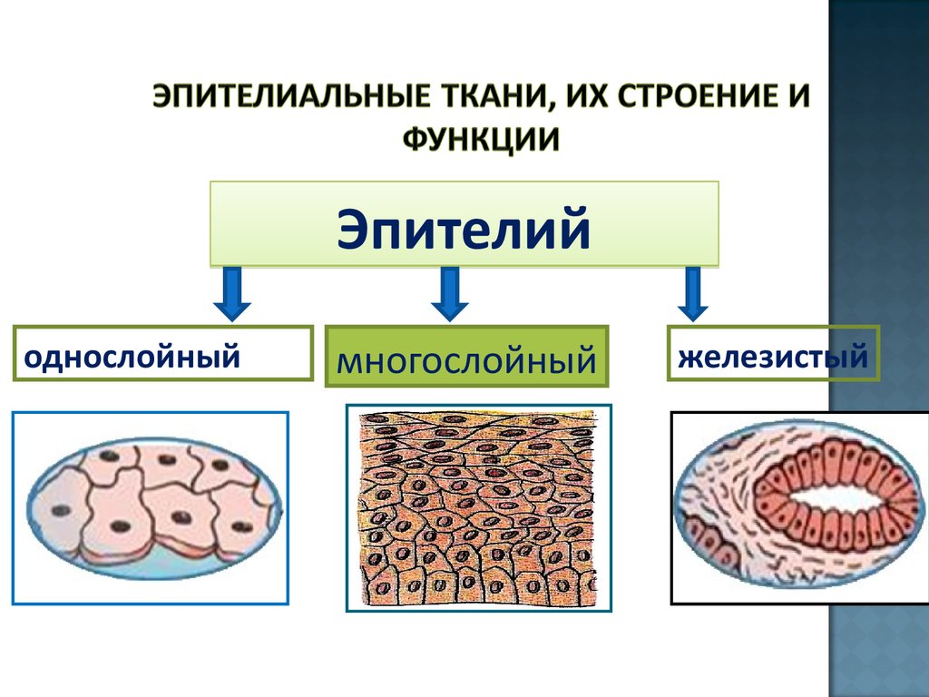 Система покровных органов человека функции