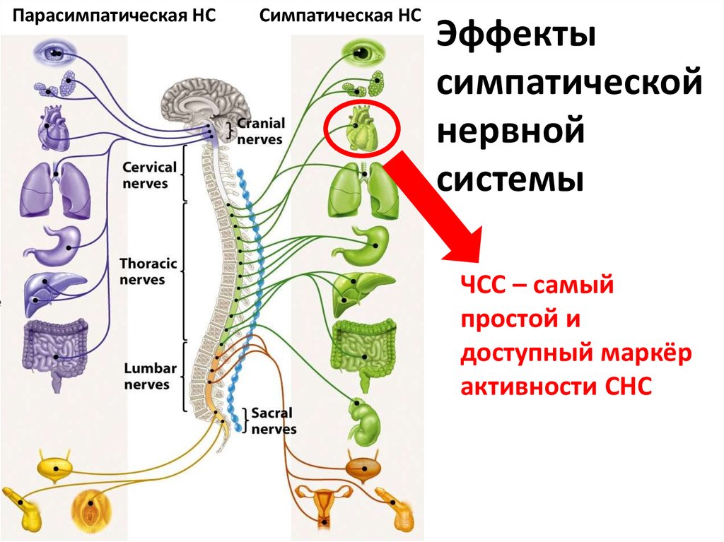 Уменьшение активности симпатической нервной системы. Симпатическая нервная система. Симпатическая и парасимпатическая нервная система. Симпатическая и парасимпатическая нервная система картинки. Симпатическая нервная система Афобазол.