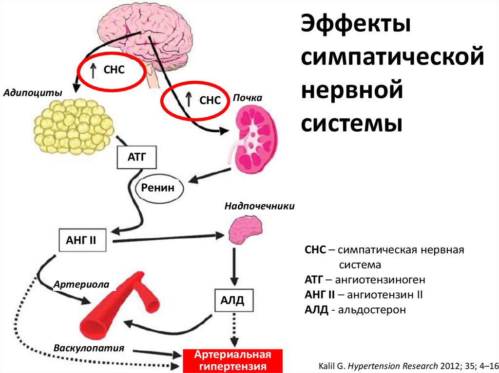 Снижает симпатическую активность. Симпатическая система эффекты. Как успокоить симпатическую нервную систему. Возрастные изменения в балансе симпатической НС.