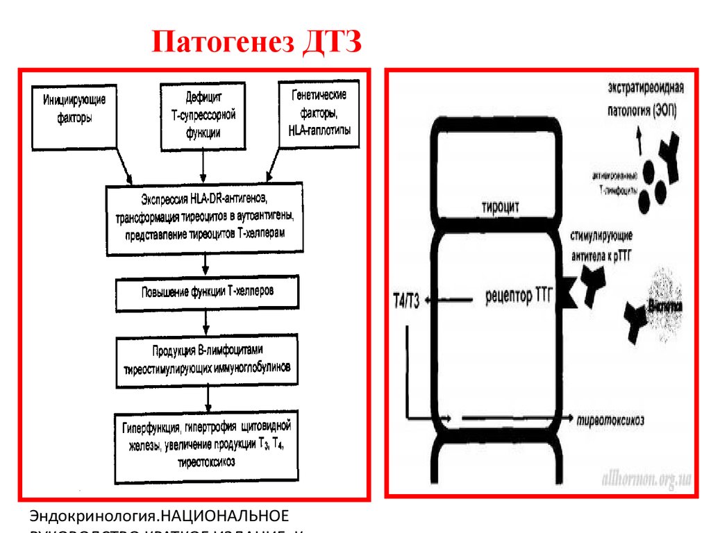 Токсический зоб этиология. Токсический зоб патогенез. Диффузный токсический зоб патогенез. Патогенез ДТЗ. Патогенез диффузного токсического зоба схема.