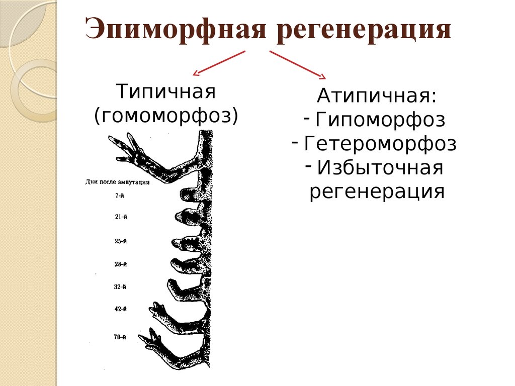 1 регенерация. Эпиморфная регенерация это. Типичная регенерация это. Типичная и атипичная регенерация. Гомоморфоз.