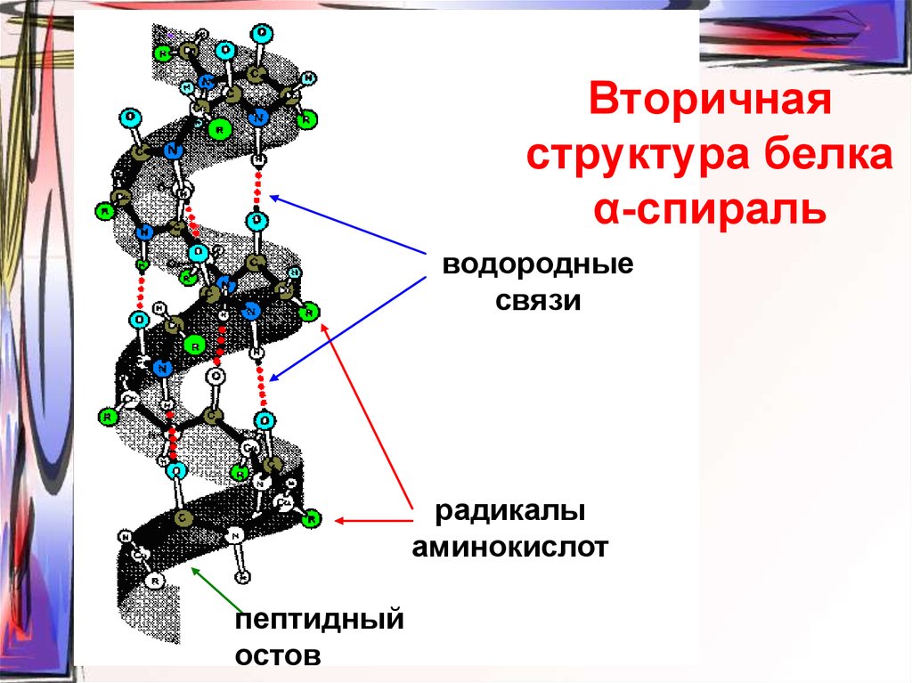 Вторичная структура белка форма. Строение вторичной структуры белка. Водородные связи в 2 структуре белка. Вторичная структура белка спираль. Альфа и бета спираль вторичной структуры белка.